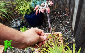 dây rutts nhụa 30cm buộc hoa