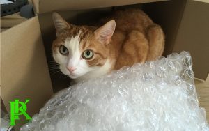 màng xóp hơi bọc hàng